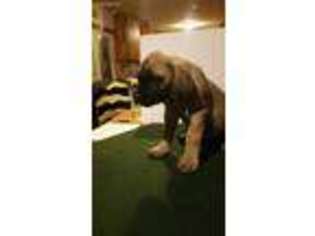 Mastiff Puppy for sale in Enid, OK, USA