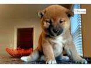 Shiba Inu Puppy for sale in Richmond, VA, USA
