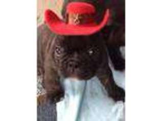 French Bulldog Puppy for sale in FENTON, MO, USA