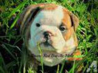 Bulldog Puppy for sale in OSAGE BEACH, MO, USA