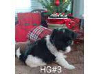 Havanese Puppy for sale in Macon, GA, USA