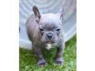 French Bulldog Puppy for sale in Cherokee, NC, USA