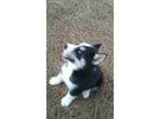Siberian Husky Puppy for sale in Sims, NC, USA