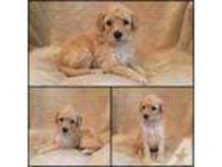 Mutt Puppy for sale in EAST BROOKFIELD, MA, USA