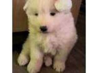Samoyed Puppy for sale in Atkinson, NE, USA