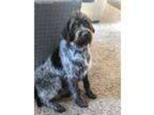 Wirehaired Pointing Griffon Puppy for sale in Louisville, NE, USA