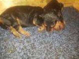 Airedale Terrier Puppy for sale in Red Level, AL, USA