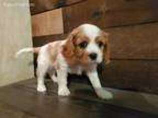 Cavalier King Charles Spaniel Puppy for sale in La Vernia, TX, USA