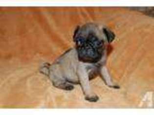 Pug Puppy for sale in GOLD BAR, WA, USA