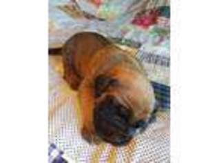 Mastiff Puppy for sale in Tulsa, OK, USA