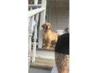 Golden Retriever Puppy for sale in New Castle, IN, USA