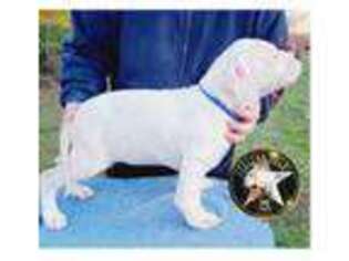 Medium Photo #1 Dogo Argentino Puppy For Sale in Raleigh, NC, USA