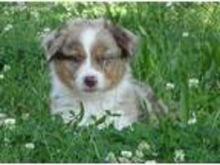 Australian Shepherd Puppy for sale in Dyer, IN, USA