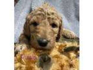 Goldendoodle Puppy for sale in Beechgrove, TN, USA