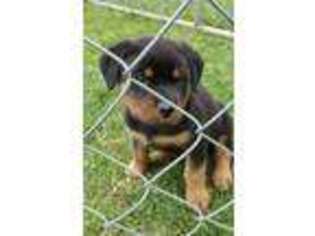 Rottweiler Puppy for sale in Cato, NY, USA