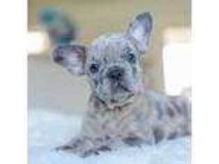 French Bulldog Puppy for sale in North Port, FL, USA