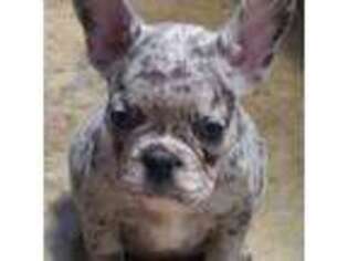 French Bulldog Puppy for sale in Hamshire, TX, USA