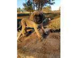 Mastiff Puppy for sale in Seneca, MO, USA