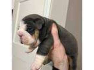 Bulldog Puppy for sale in Zimmerman, MN, USA
