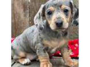 Dachshund Puppy for sale in Shreve, OH, USA
