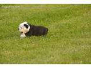 Bulldog Puppy for sale in Coal City, IN, USA