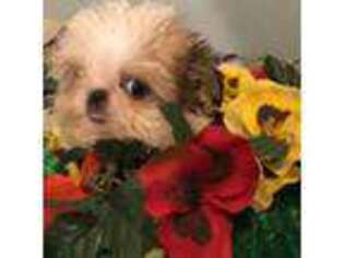 Mutt Puppy for sale in Farmington, MO, USA