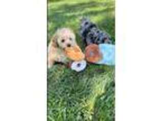 Goldendoodle Puppy for sale in Lancaster, OH, USA