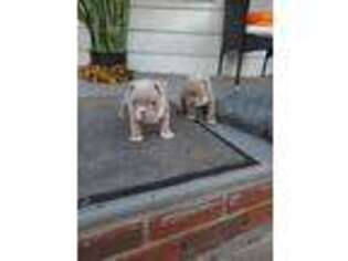 Mutt Puppy for sale in Bloomfield, NJ, USA