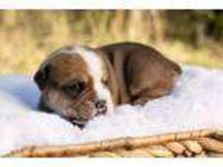 Olde English Bulldogge Puppy for sale in Ruskin, FL, USA