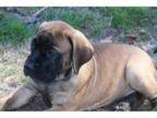 Mastiff Puppy for sale in Supply, NC, USA