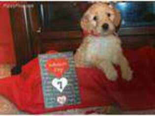Goldendoodle Puppy for sale in Lawrenceville, GA, USA