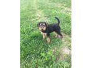 Airedale Terrier Puppy for sale in Lewisburg, KY, USA