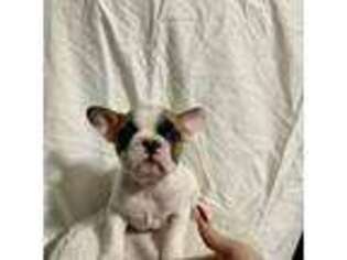 French Bulldog Puppy for sale in Weston, FL, USA