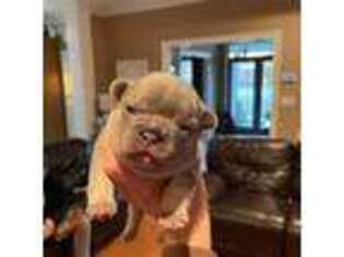 Bulldog Puppy for sale in Buras, LA, USA