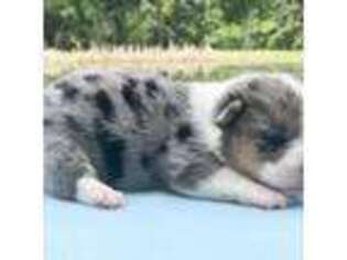 Pembroke Welsh Corgi Puppy for sale in Southborough, MA, USA