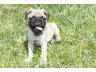 Pug Puppy for sale in Tome, NM, USA