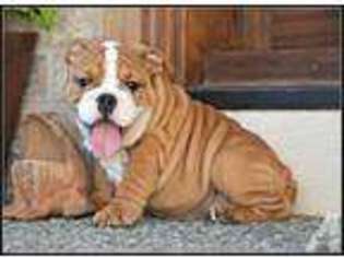 Bulldog Puppy for sale in AUBURN, WA, USA