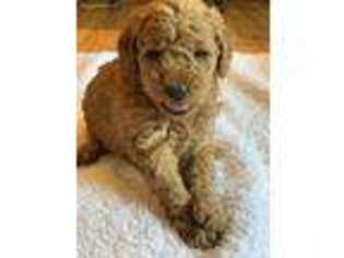 Goldendoodle Puppy for sale in Owingsville, KY, USA