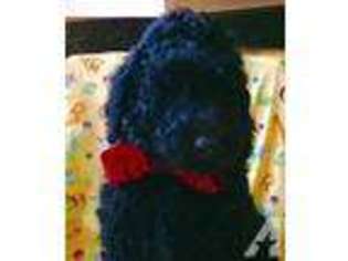 Mutt Puppy for sale in LAKE DALLAS, TX, USA