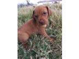 Vizsla Puppy for sale in Purcell, OK, USA