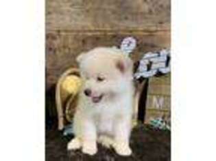 Pomeranian Puppy for sale in Waukegan, IL, USA