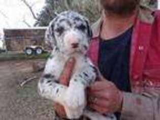 Great Dane Puppy for sale in Wills Point, TX, USA