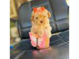 Mutt Puppy for sale in Porterville, CA, USA