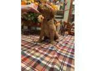 Golden Retriever Puppy for sale in Montverde, FL, USA
