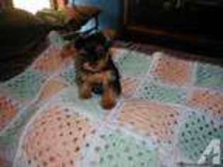 Yorkshire Terrier Puppy for sale in BAY SPRINGS, MS, USA