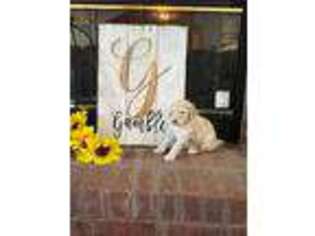 Goldendoodle Puppy for sale in Bainbridge, GA, USA