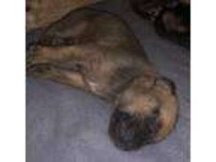 Mastiff Puppy for sale in Bulverde, TX, USA