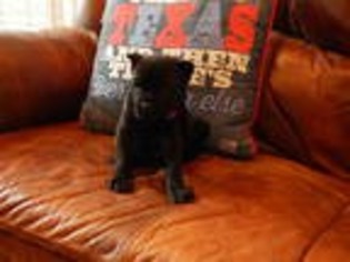 Cane Corso Puppy for sale in Van Alstyne, TX, USA