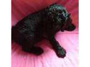 Mutt Puppy for sale in Lorain, OH, USA
