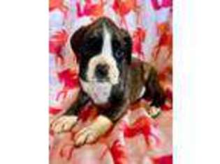 Boxer Puppy for sale in Moses Lake, WA, USA